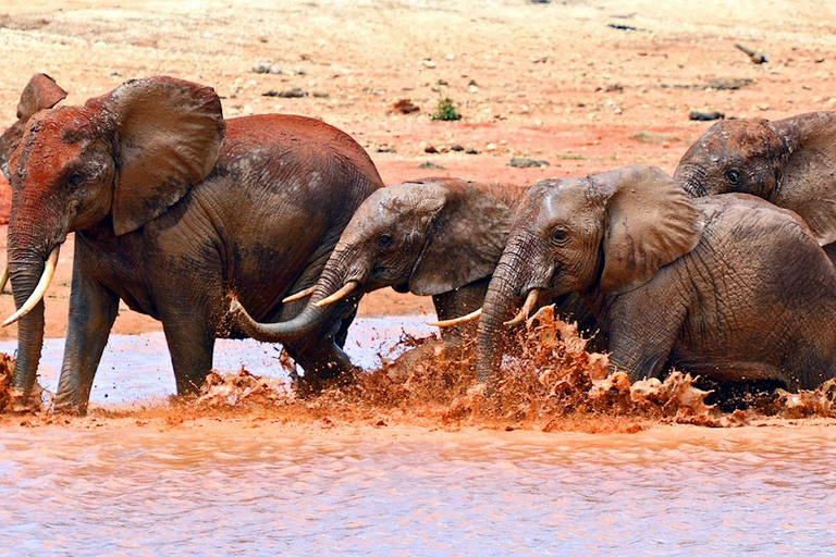 2-tägige Wildtier-Safari zum Tsavo Ost &amp; Tsavo West Park