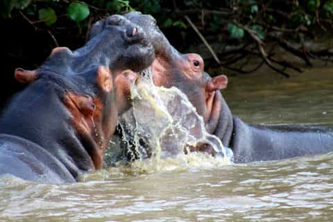 St Lucia: Hippopotamus and Crocodile Estuary Boat Cruise