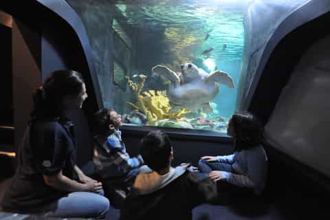 Lisbon: Sitway Tour and Lisbon Oceanarium Ticket