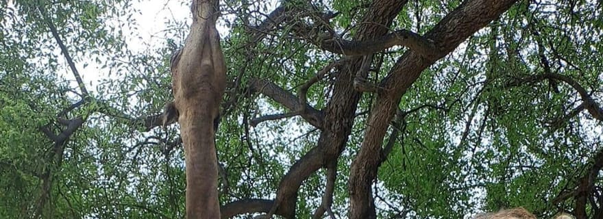 Les temps forts de Salalah : Wadi Darbat, grotte de Taqah et visite des baobabs