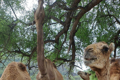 Salalah : Wadi Darbat, grotte de Teeq - visite des arbres Baobou