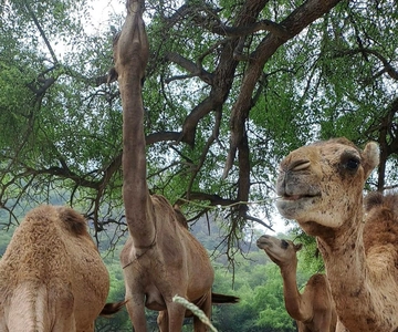 Salalah: Wadi Darbat, ,Teeq Cave - Baobou Trees Tour
