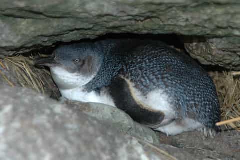 Dunedin: Wildlife and Wilderness Tour with a Former Ranger