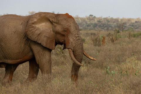 2-Day Tsavo East Safari from Mombasa & Diani