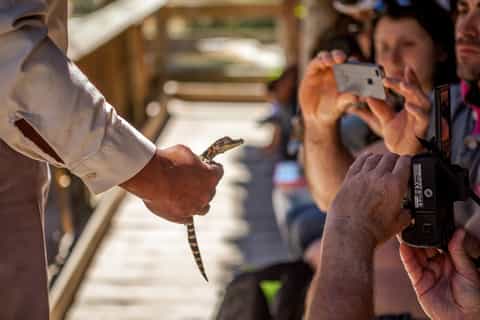 Vanuit Miami: dagtrip Everglades National Park met hovercraftrit, wildlifeshow & transfer