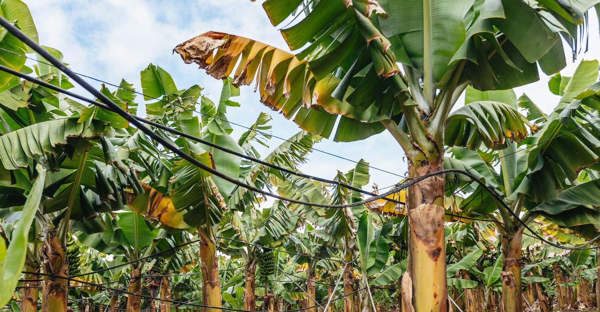 La Orotava, Ecological Banana Plantation Guided Tour - Housity