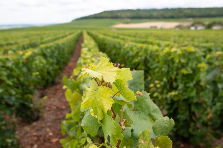 Ab Reims: Tour durch Champagne, Epernay und Weinkellereien