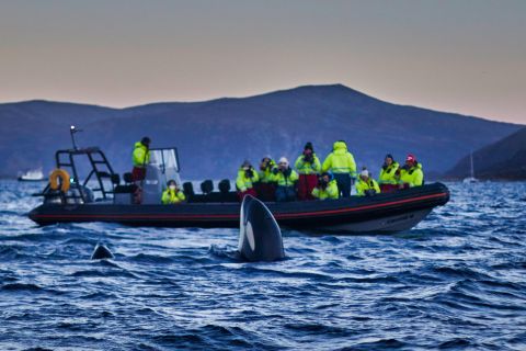 Skjervoy: RIB-boottocht om walvissen te spotten