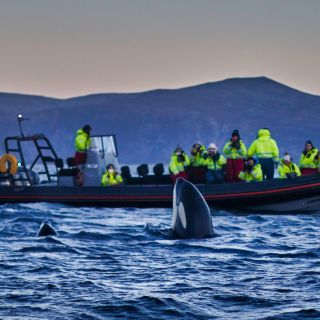 Skjervoy: passeio de observação de baleias de barco RIB