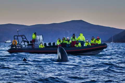 Skjervoy: RIB Boat Whale Watching Tour