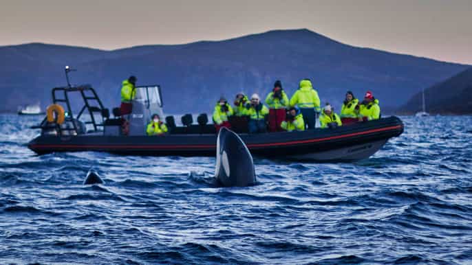 skjervoy rib boat whale watching tour
