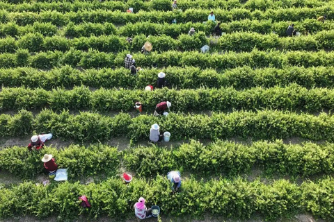 Shanghai: West Lake Hills & Tea Gardens Private Day Trip