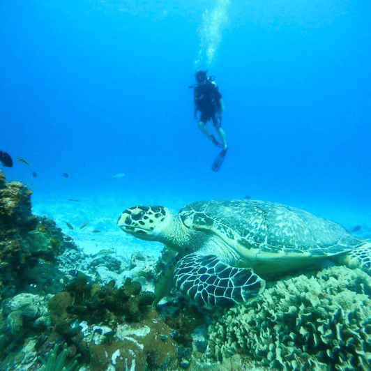 El Cielo Cozumel Esn Rquel Arrecifes Y Experiencia En El Club De