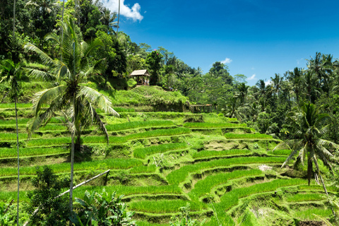 Bali: visite des points forts d'Ubud et temple d'Uluwatu avec danse KecakVisite de groupe en anglais