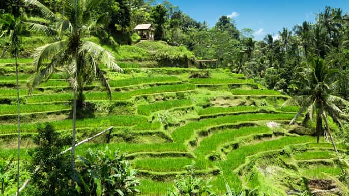 bali ubud highlights tour uluwatu temple med kecak dance