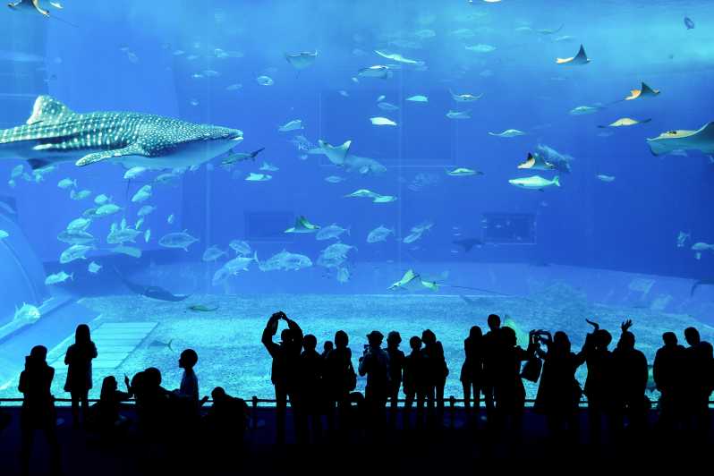 Dubai: Dagsbiljett till Dubai Aquarium och Underwater Zoo