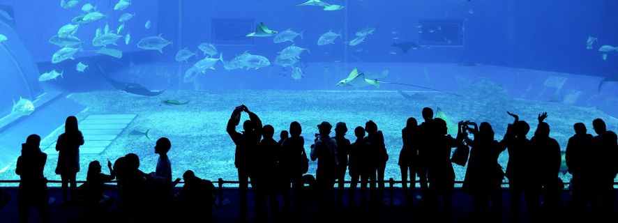 Dubai Aquarium & Underwater Zoo: biglietto giornaliero