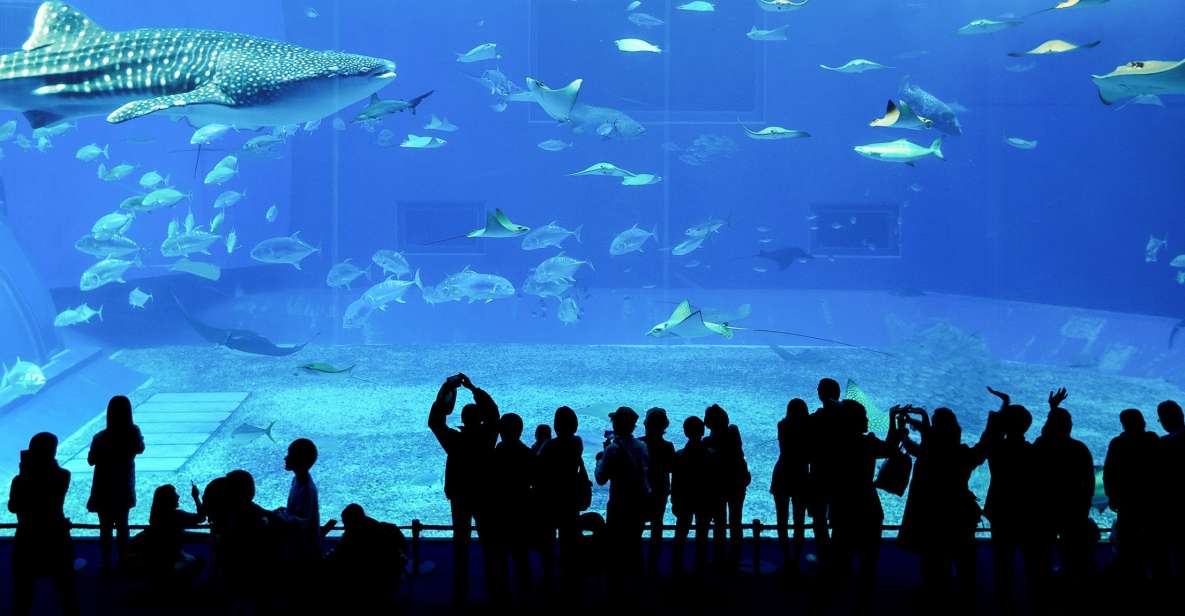 Dubai: Päivälippu akvaarioon ja vedenalaiseen eläintarhaan