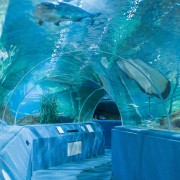 Dubai: Day Ticket to Aquarium and Underwater Zoo