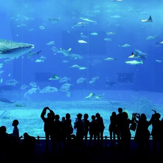 Dubai: Explorer Ticket to Aquarium and Underwater Zoo