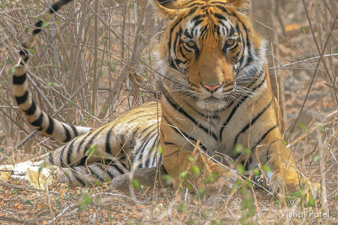 Von Jaipur aus: 1 Tagestour zum Ranthambore Tiger Reserve
