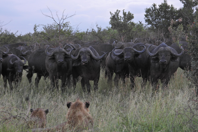 Budget Kruger &amp; Panorama meerdaagse tour vanuit Johannesburg5-daagse budgetreis naar Kruger &amp; Panorama