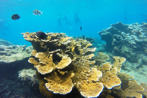 Excursión de snorkel y día de playa en Sosua