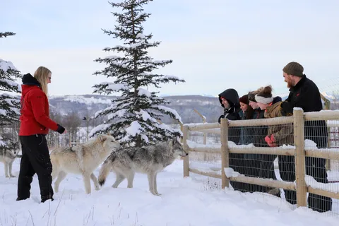Yamnuska Wolfdog Sanctuary Tour