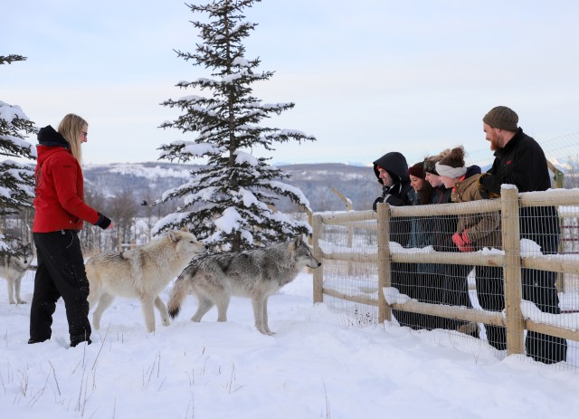 Visit Cochrane Yamnuska Wolfdog Sanctuary Tour in Marchena