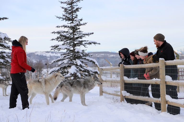 Cochrane: Visita al Santuario de Perros Lobo de Yamnuska