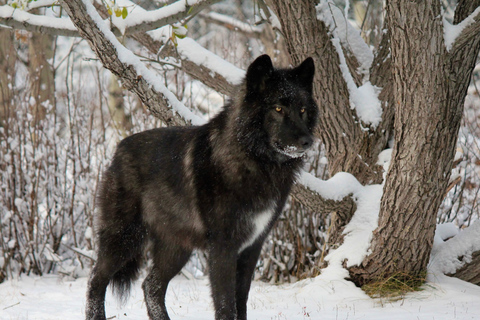 Cochrane: tour del santuario del cane lupo di Yamnuska