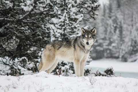 Cochrane: tour del santuario del cane lupo di Yamnuska