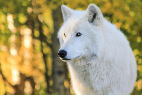 Cochrane: tour del santuario del cane lupo di Yamnuska