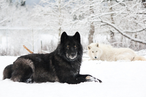 Cochrane: Visita al Santuario de Perros Lobo de Yamnuska