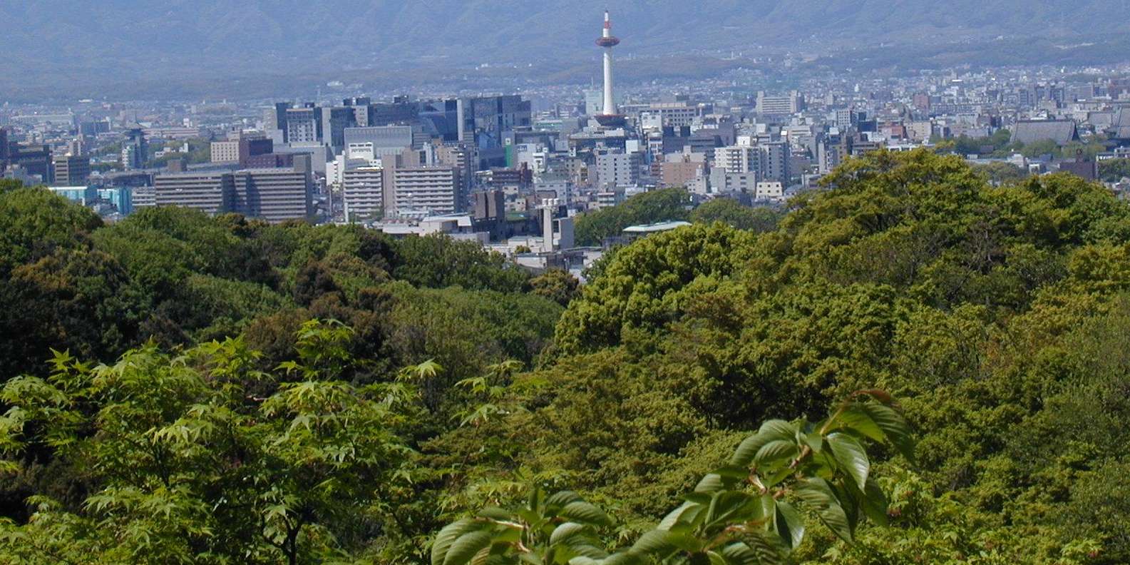 Kyoto experience — temples, geisha, bamboo grove — image 12
