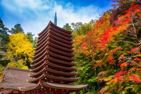 Nara: Visita Privada con Guía PrivadoTour de 8 horas con recogida en Kioto