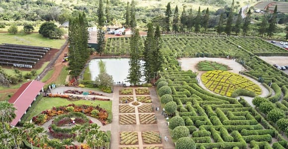 Oahu: Dole Plantation and Haleiwa OR Grand Circle Island