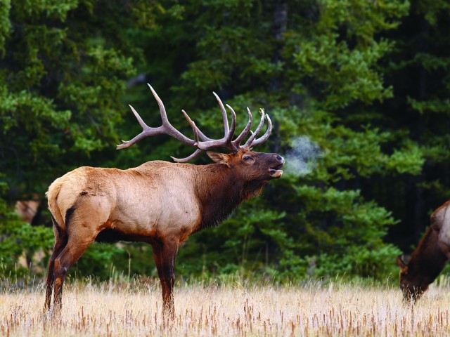 Visit Banff Evening Wildlife Safari Guided Tour in Canmore