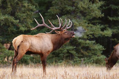 Banff: begeleide safari in het wild in de avond