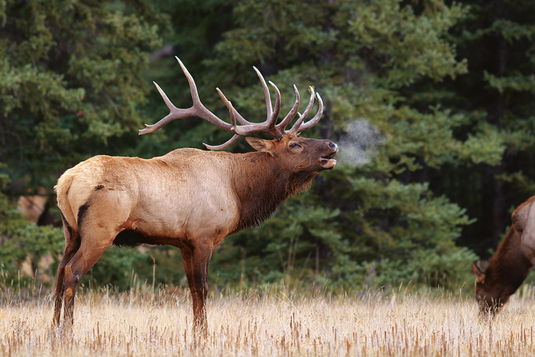 Banff: Safari nocturno guiado por la fauna salvaje