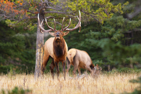 Banff: Safari nocturno guiado por la fauna salvaje