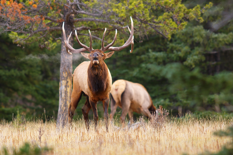 Banff: Safari nocturno guiado por la fauna salvaje