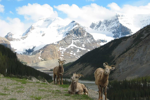 Banff: Abendliche Wildtier-Safari Geführte Tour