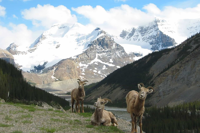 Banff: Guidad tur i kväll med vildmarkssafari