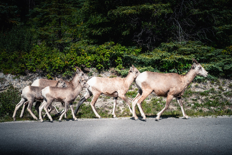 Banff: Abendliche Wildtier-Safari Geführte Tour