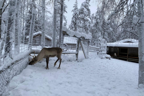 Rovaniemi: trip to the Ranua Zoo (transportation, tickets)