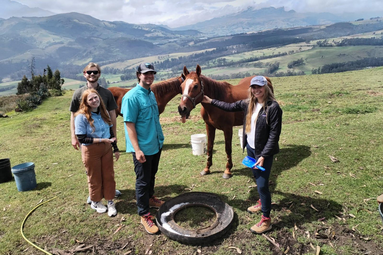 Ein Tag mit geretteten Pferden – Pferdetherapie
