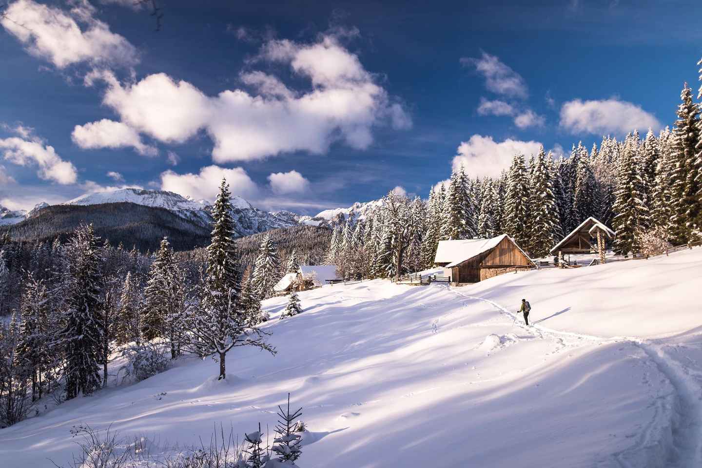 Innsbruck-Stubaital: Caminata con raquetas de nieve en los bosques tiroleses