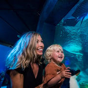 Sunshine Coast: SEA LIFE Sunshine Coast Entry Ticket