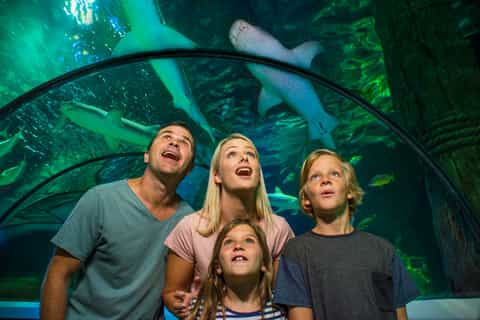 Sunshine Coast: SEA LIFE Sunshine Coast Entry Ticket